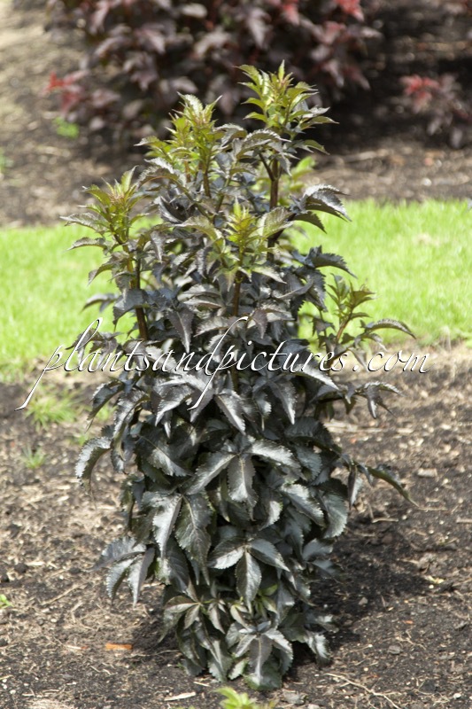 Sambucus nigra ‘Eiffel01’ (BLACK TOWER)