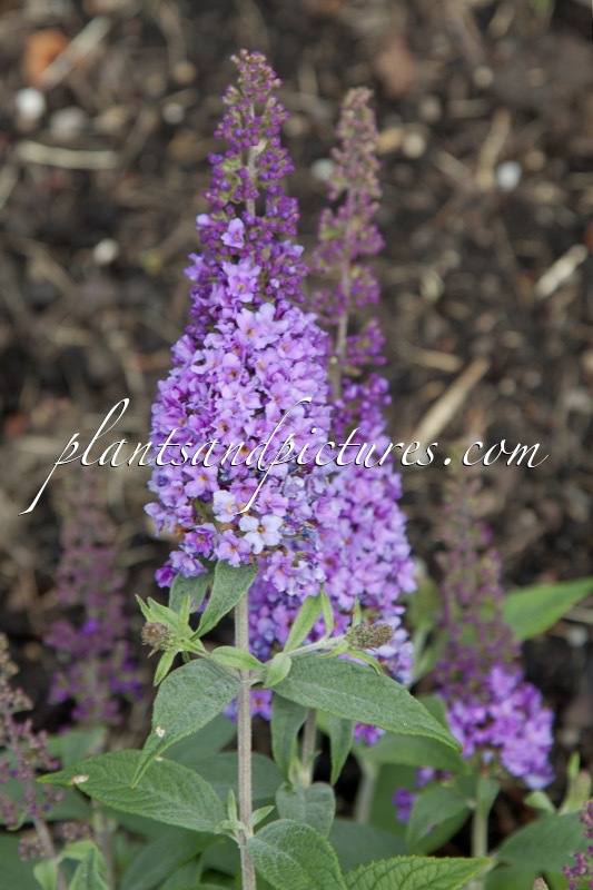 Buddleja ‘Valbud3’ (LILAC CHIP)