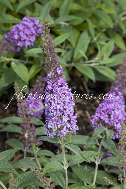 Buddleja ‘Valbud3’ (LILAC CHIP)