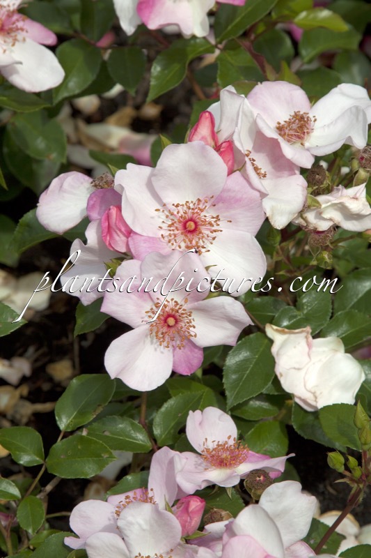 Rosa ‘Meiguimov’ (SWEET PRETTY)