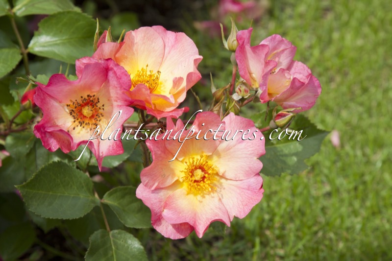 Rosa ‘Meijecycka’ (PRETTY STAR)