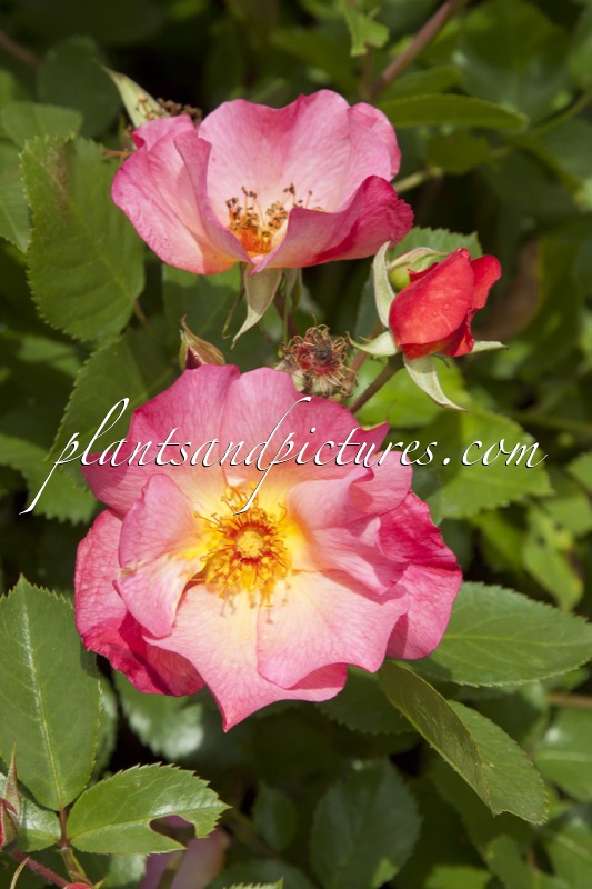 Rosa ‘Meijecycka’ (PRETTY STAR)