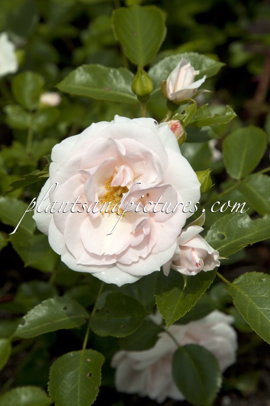 Rosa ‘Tan97097’ (WHITE HAZE)