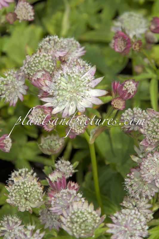 Astrantia major ‘Canneman’