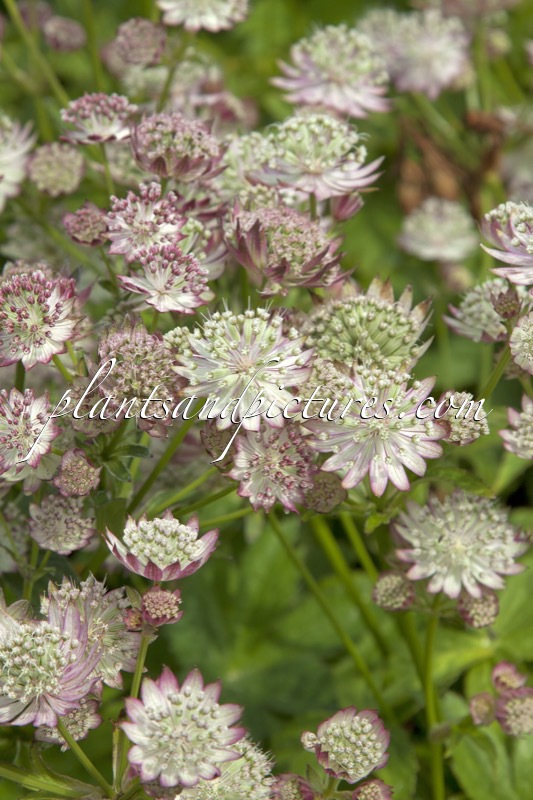 Astrantia major ‘Canneman’