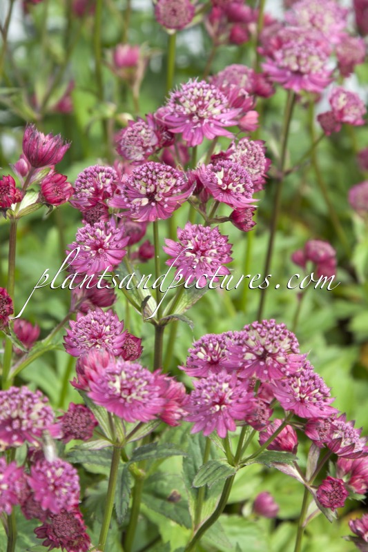 Astrantia major ‘Abbey Road’