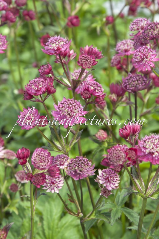 Astrantia major ‘Abbey Road’