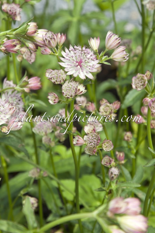 Astrantia major ‘Sunningdale Variegated’