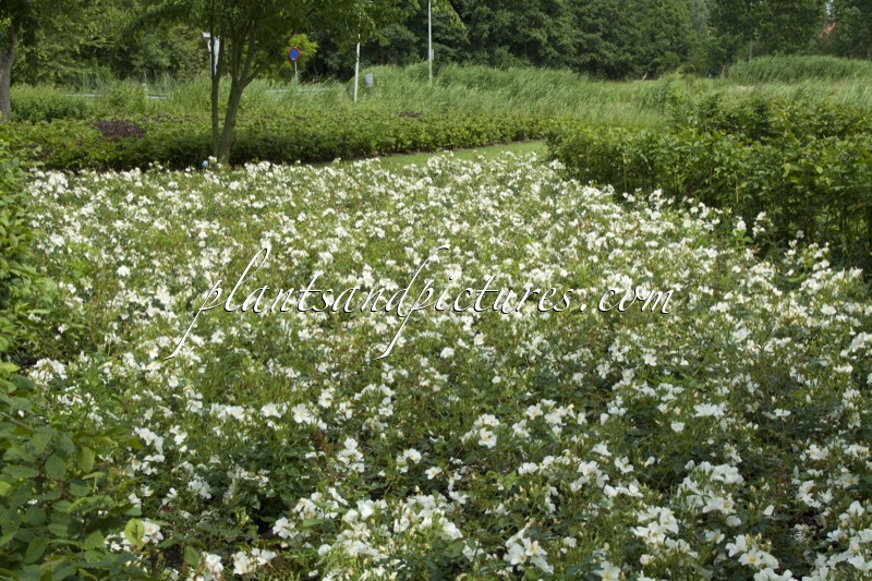 Rosa ‘Bokrarug’ (RUGBY)