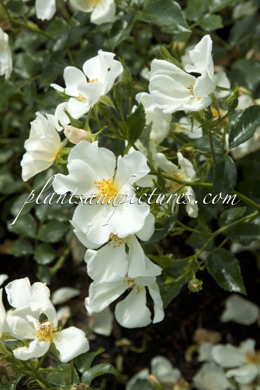 Rosa ‘Bokrarug’ (RUGBY)