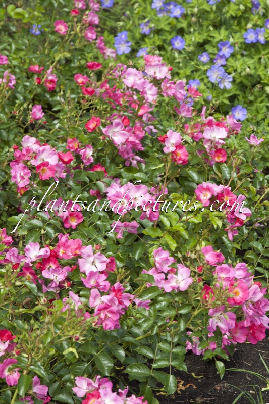 Rosa ‘Bokramar’ (FLORIADE 2002)