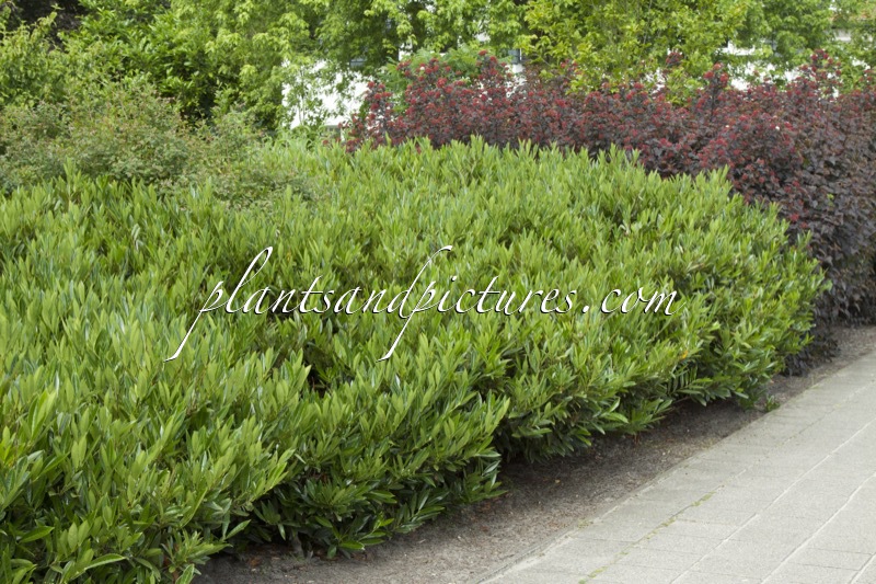 Prunus laurocerasus ‘Otto Luyken’