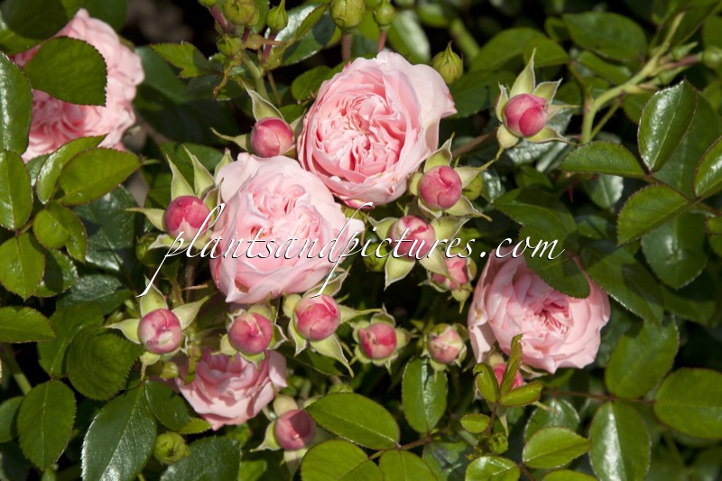 Rosa ‘Meijikatar’ (SUNBLAZE)