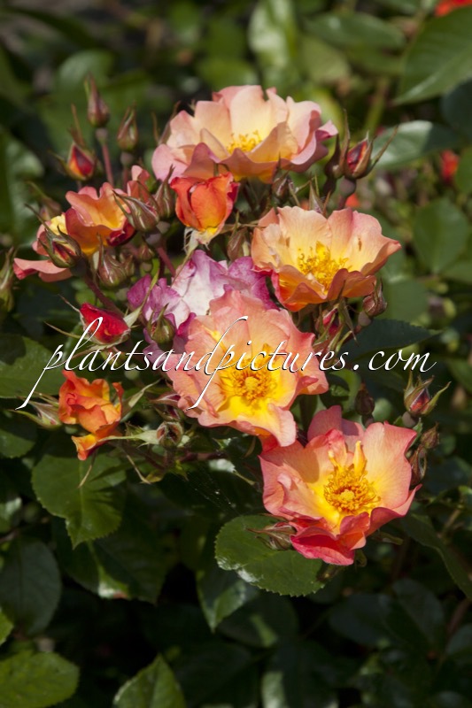 Rosa ‘Meipelmel’ (PRETTY SUNRISE)