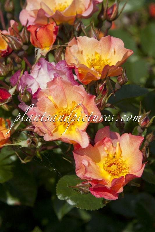 Rosa ‘Meipelmel’ (PRETTY SUNRISE)