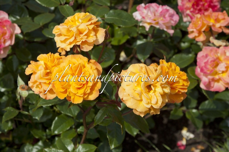 Rosa ‘Noa75800’ (WESTZEIT)