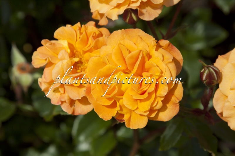 Rosa ‘Noa75800’ (WESTZEIT)