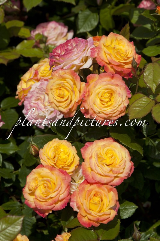 Rosa ‘Korgohowa’ (GARTENSPASS)