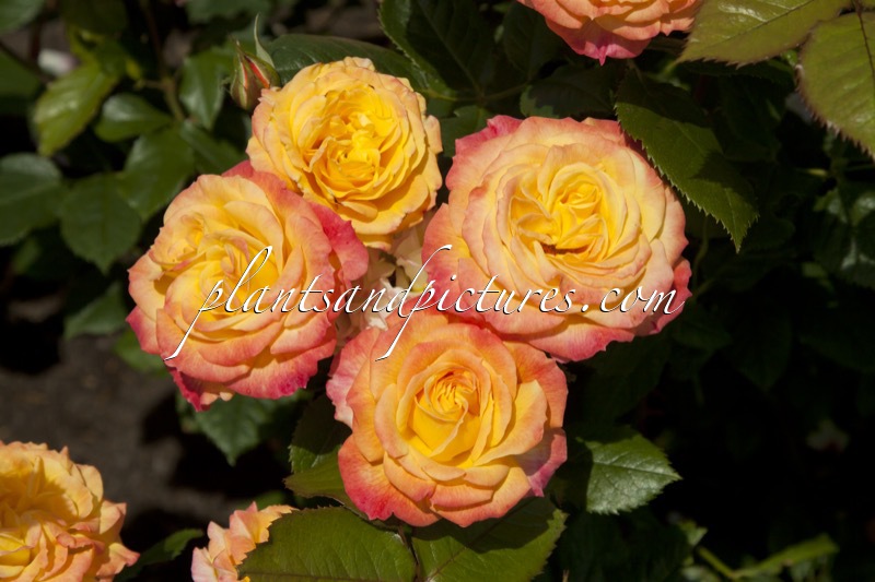 Rosa ‘Korgohowa’ (GARTENSPASS)