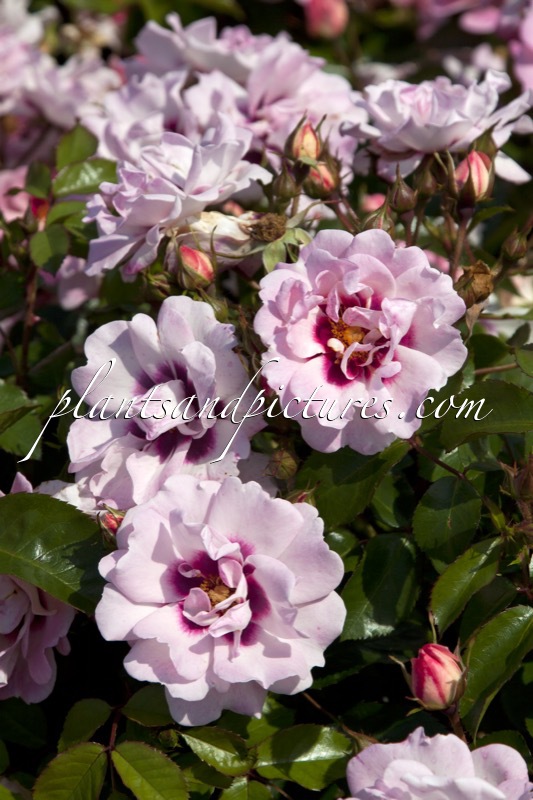 Rosa ‘Chewdelight’