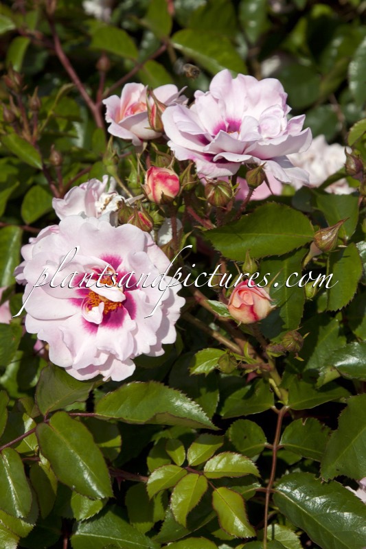 Rosa ‘Chewdelight’