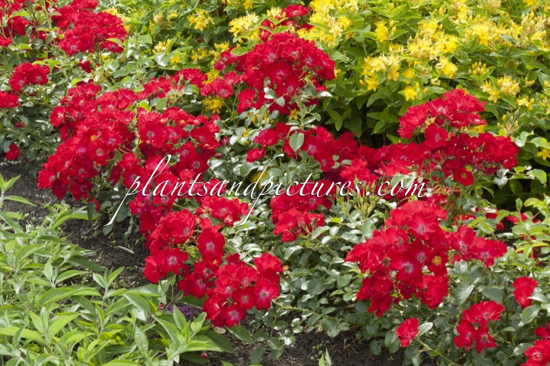 Rosa ‘Bokrapolo’ (RALLY)