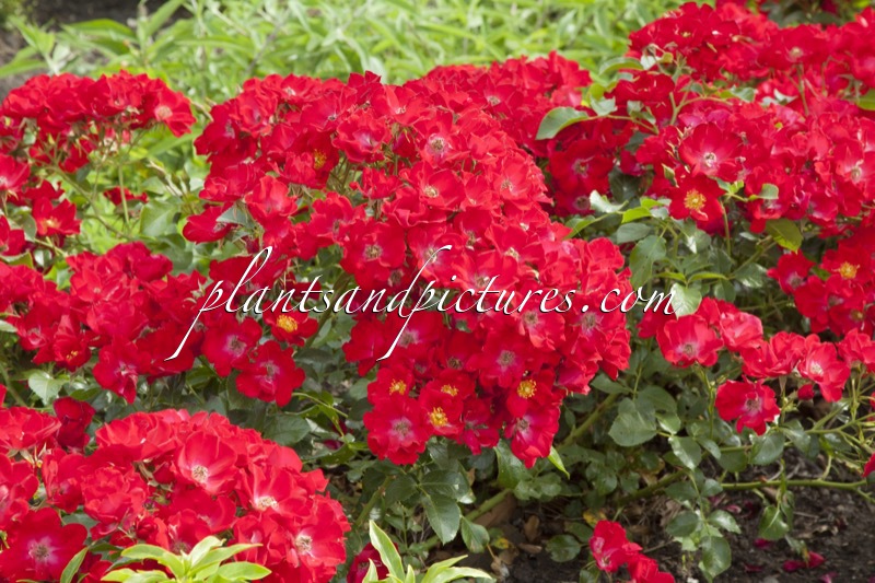 Rosa ‘Bokrapolo’ (RALLY)