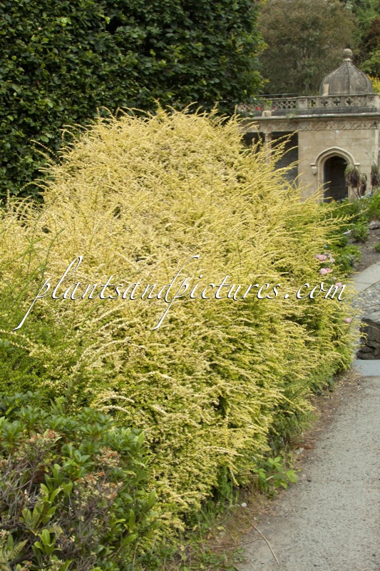 Lonicera nitida ‘Baggesen’s Gold’