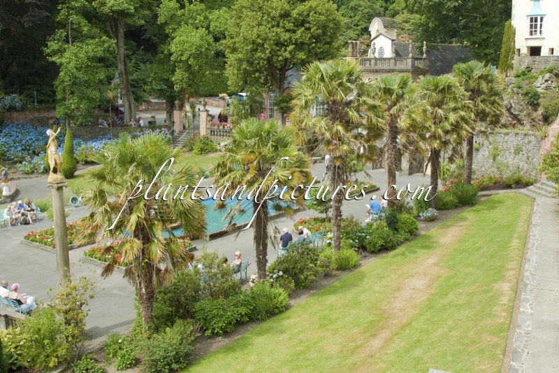 Trachycarpus fortunei