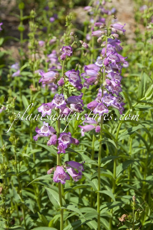 Penstemon ‘Bodnant’