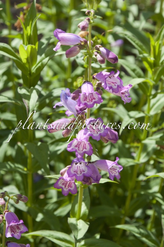 Penstemon ‘Bodnant’