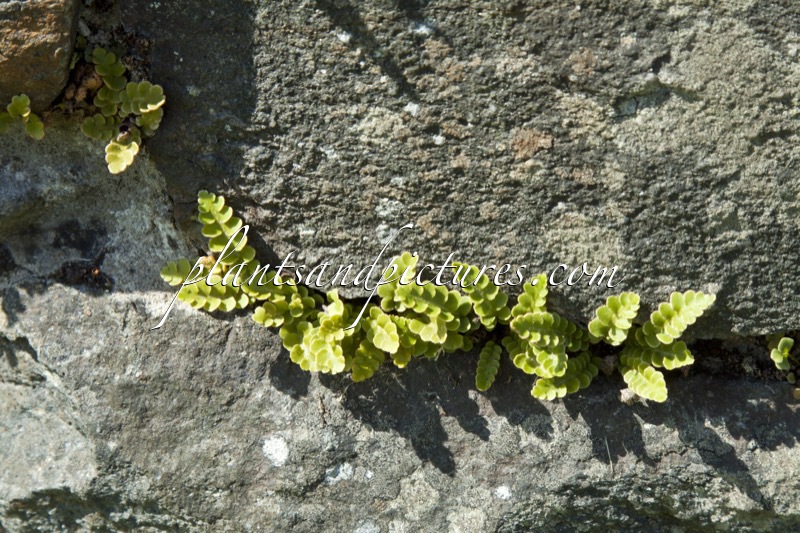 Asplenium ceterach