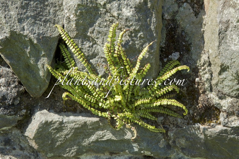 Asplenium trichomanes