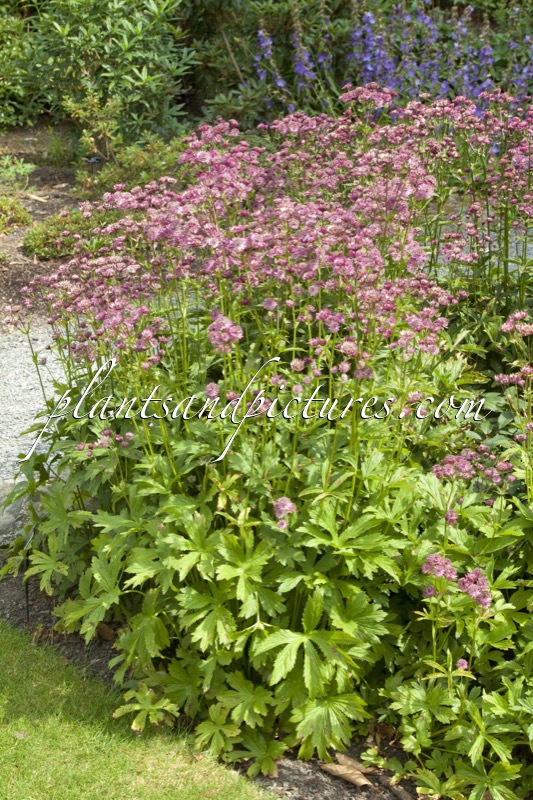 Astrantia major ‘Ruby Cloud’