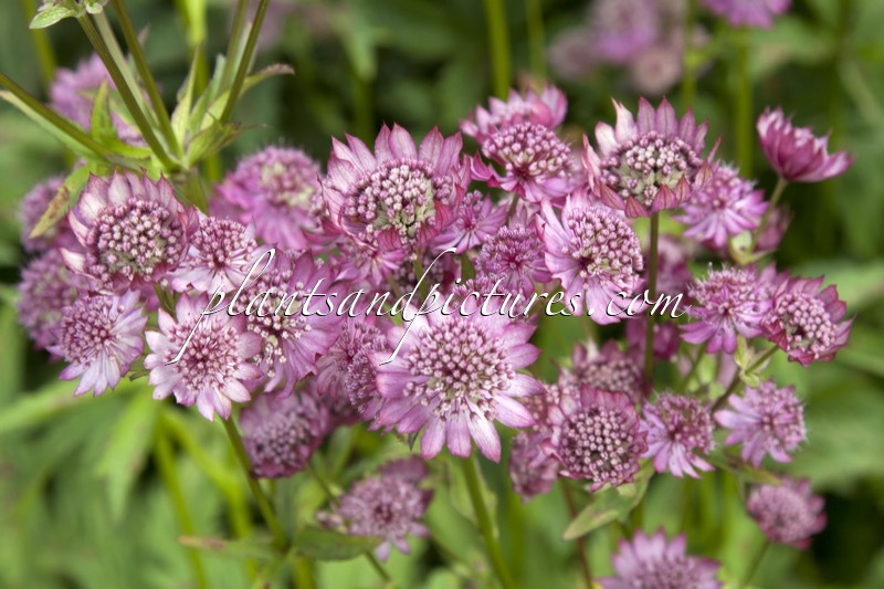 Astrantia major ‘Ruby Cloud’