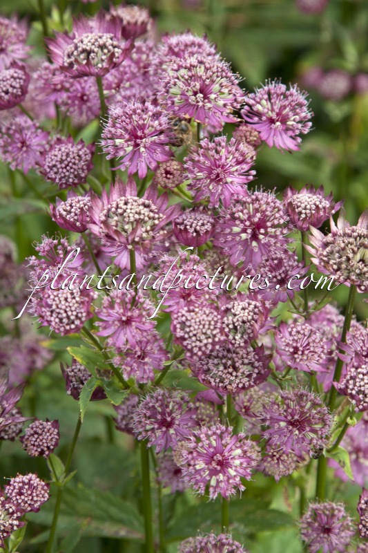 Astrantia major ‘Ruby Cloud’