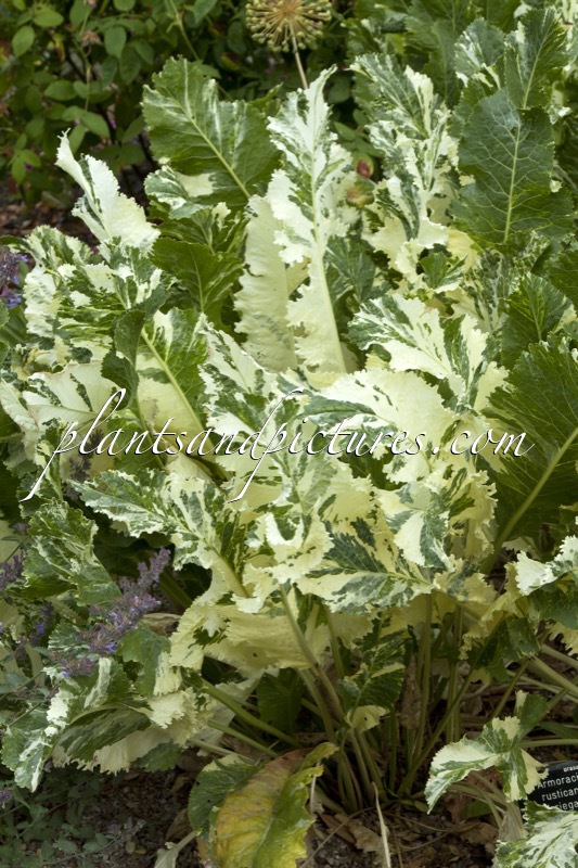 Armoracia rusticana ‘Variegata’