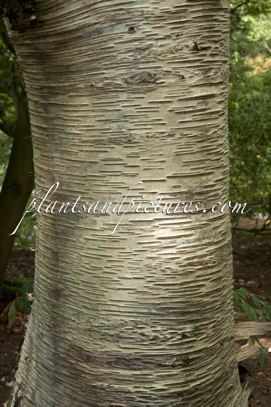 Betula szechuanica