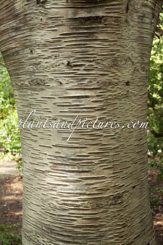Betula szechuanica