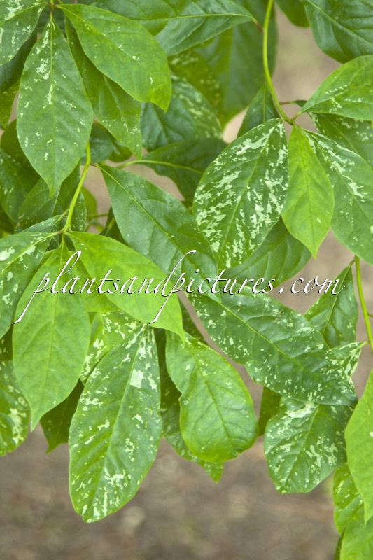 Nyssa sylvatica (Variegated Form)