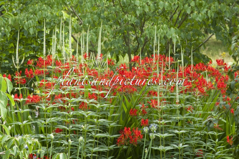 Veronicastrum virginicum ‘Album’