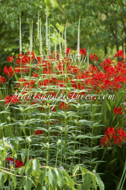 Veronicastrum virginicum ‘Album’