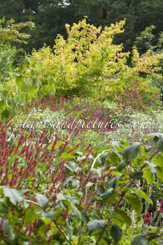 Bodnant Garden