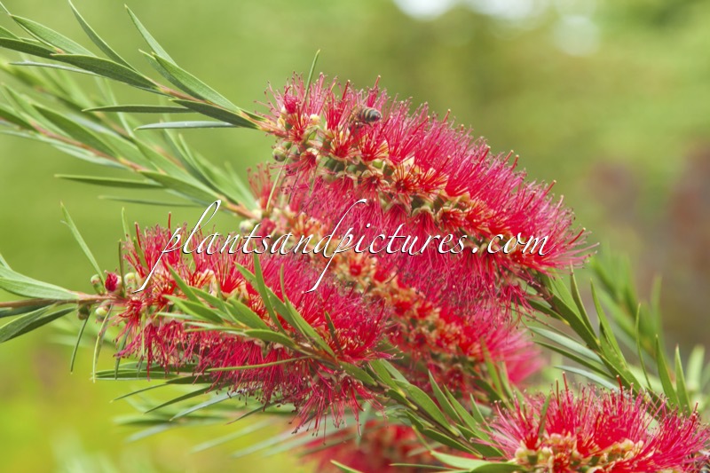 Callistemon rigidus