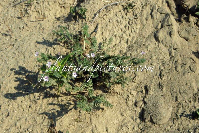 Erodium cicutarium subsp. dunense