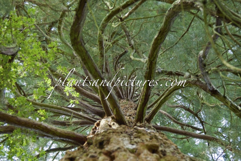 Sequoiadendron giganteum