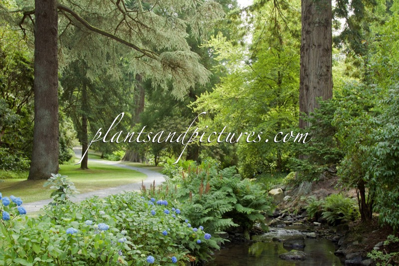 Bodnant Garden
