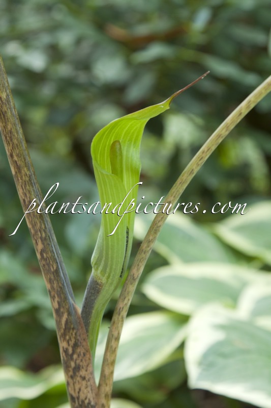 Arisaema victoriae