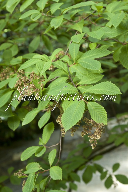 Meliosma dilleniifolia subsp. flexuosa