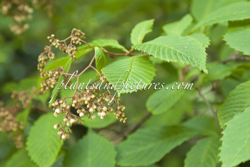 Meliosma dilleniifolia subsp. flexuosa